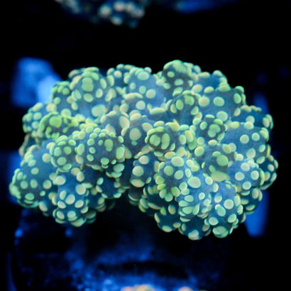 JC Yellow Blush Octo