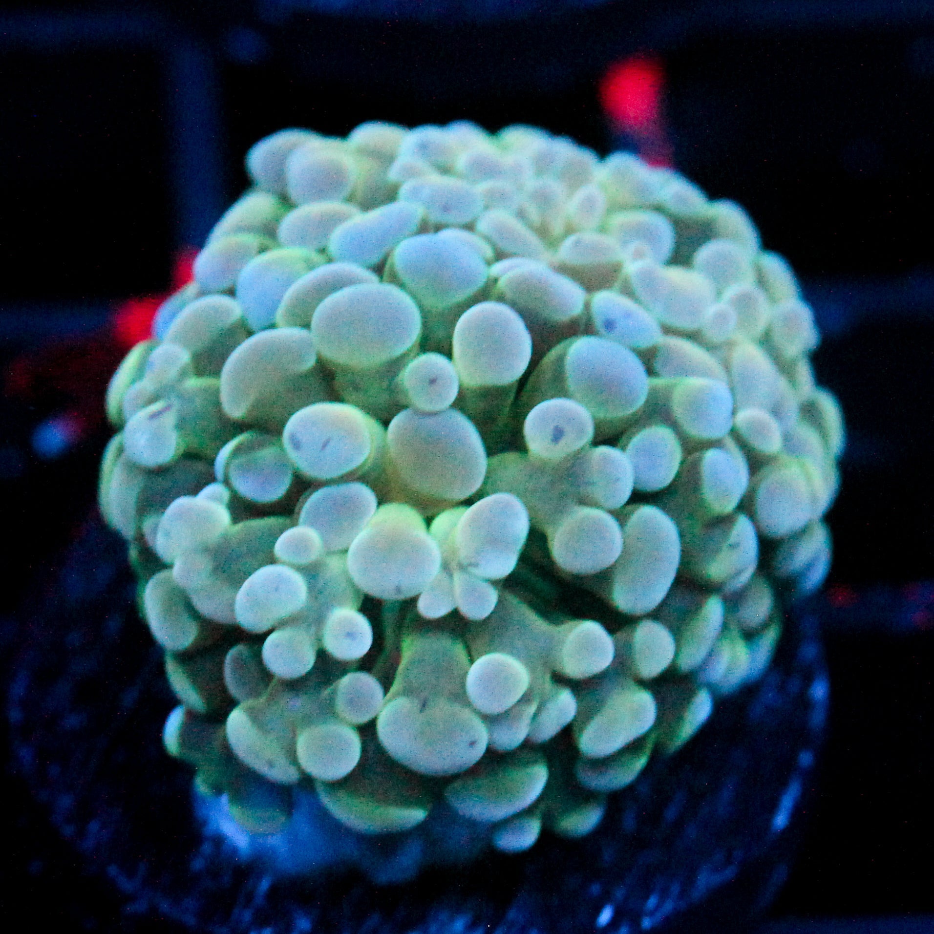 JC Glowstone Frammer