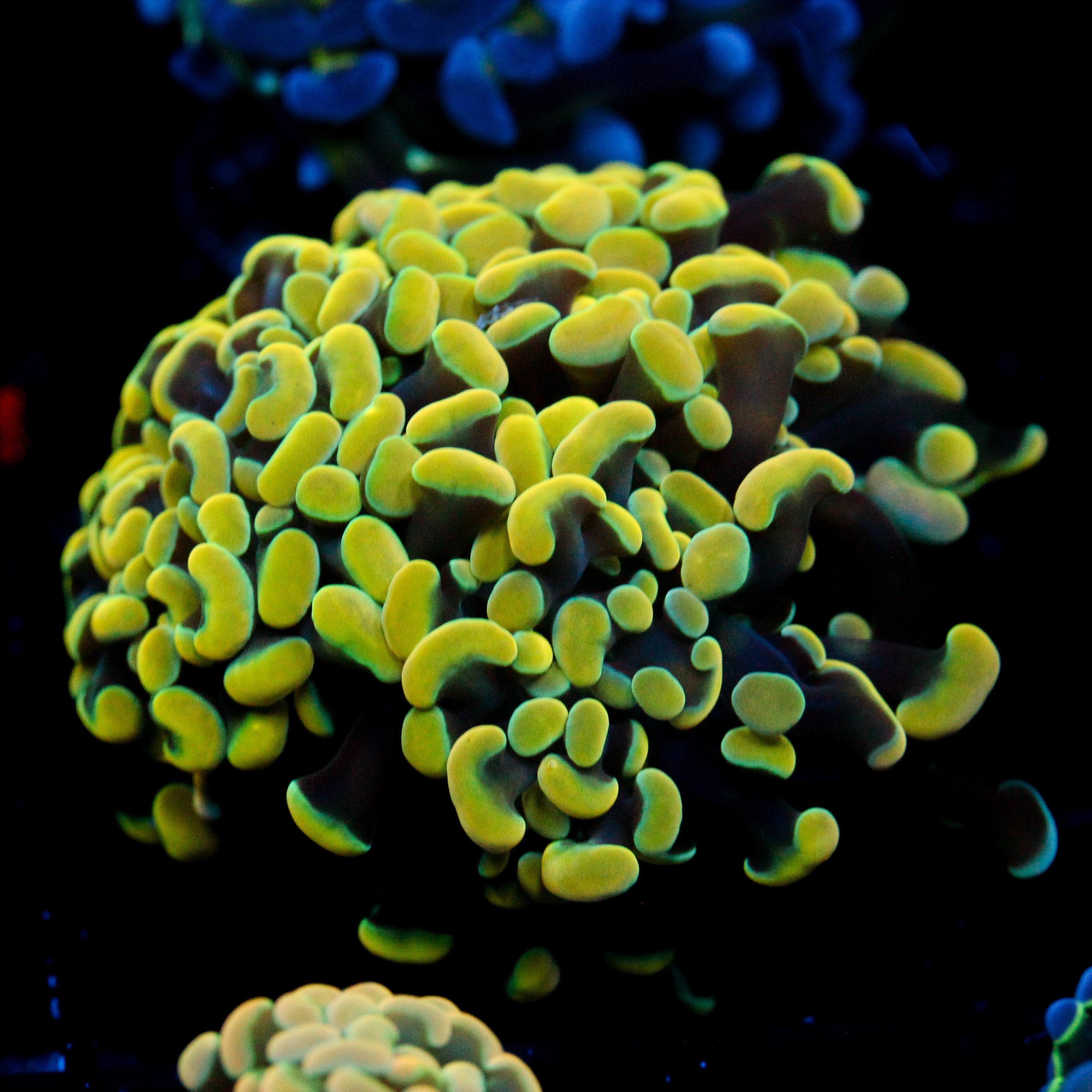 JC Rainbow Gold Hammer