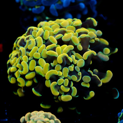 JC Rainbow Gold Hammer
