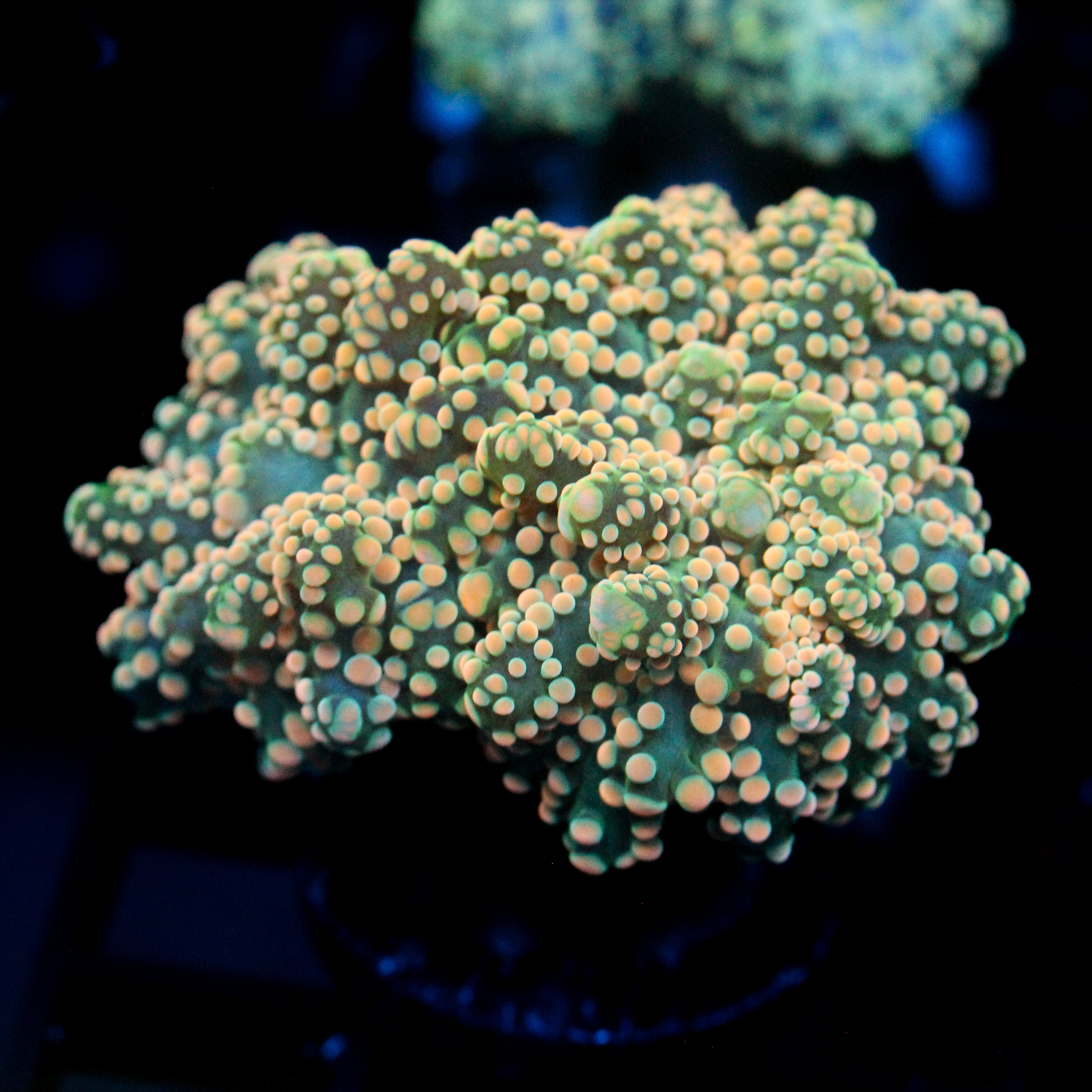 JC Orange Cream Octo