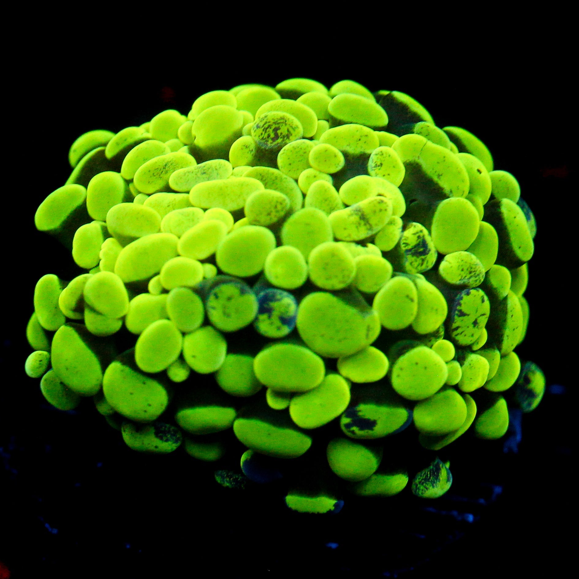 JC Neon Green Splatter Hammer