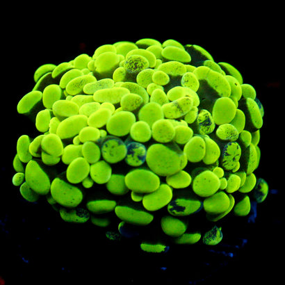 JC Neon Green Splatter Hammer