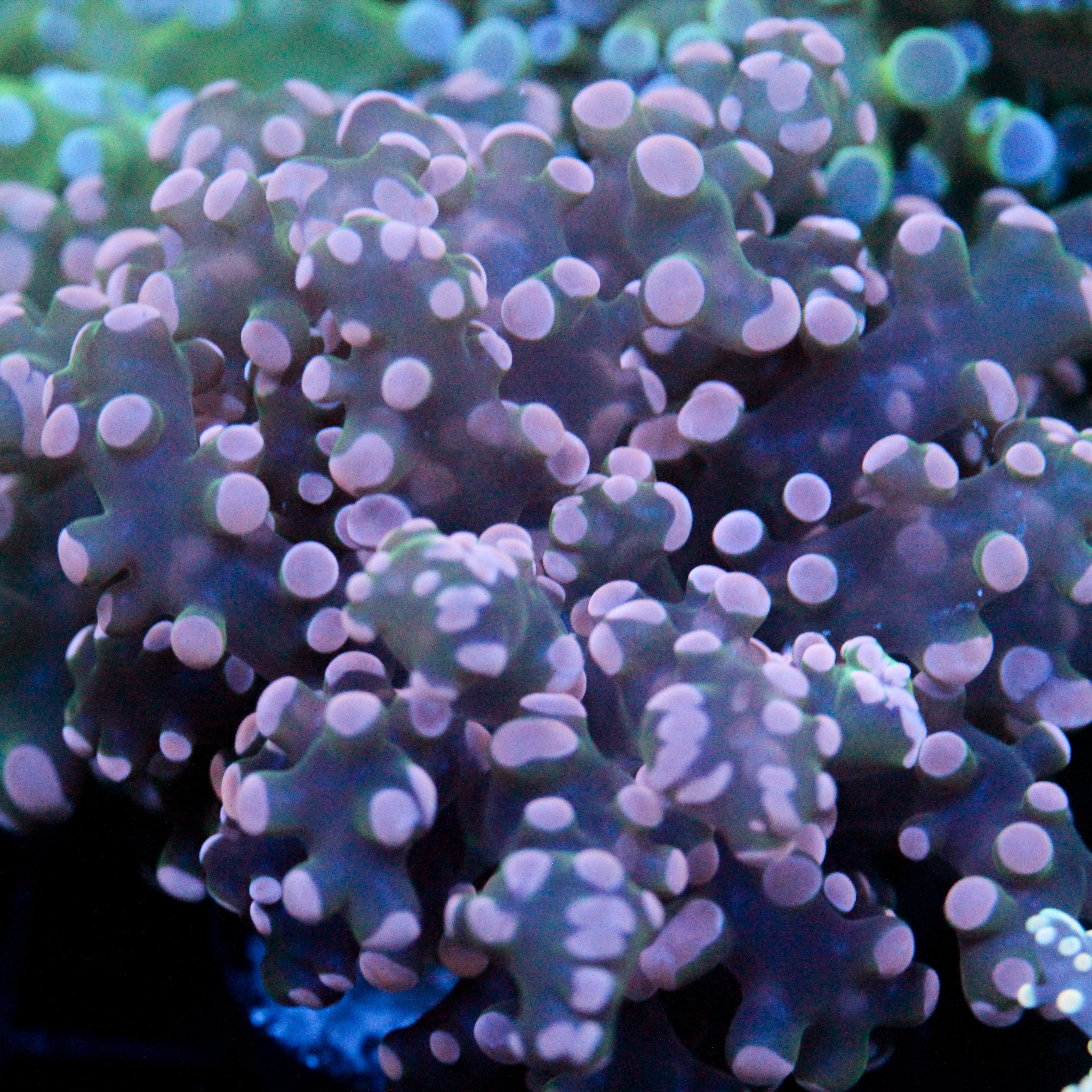 JC Pink Tip Octo