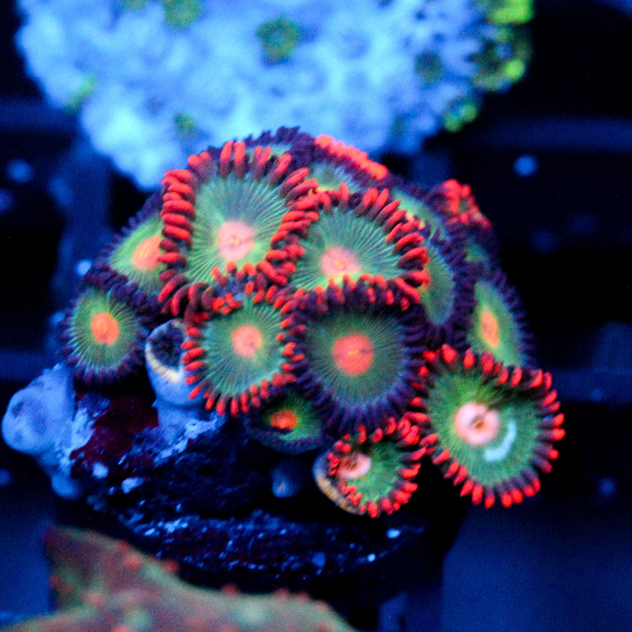 JC Gatorade Zoanthid Mix
