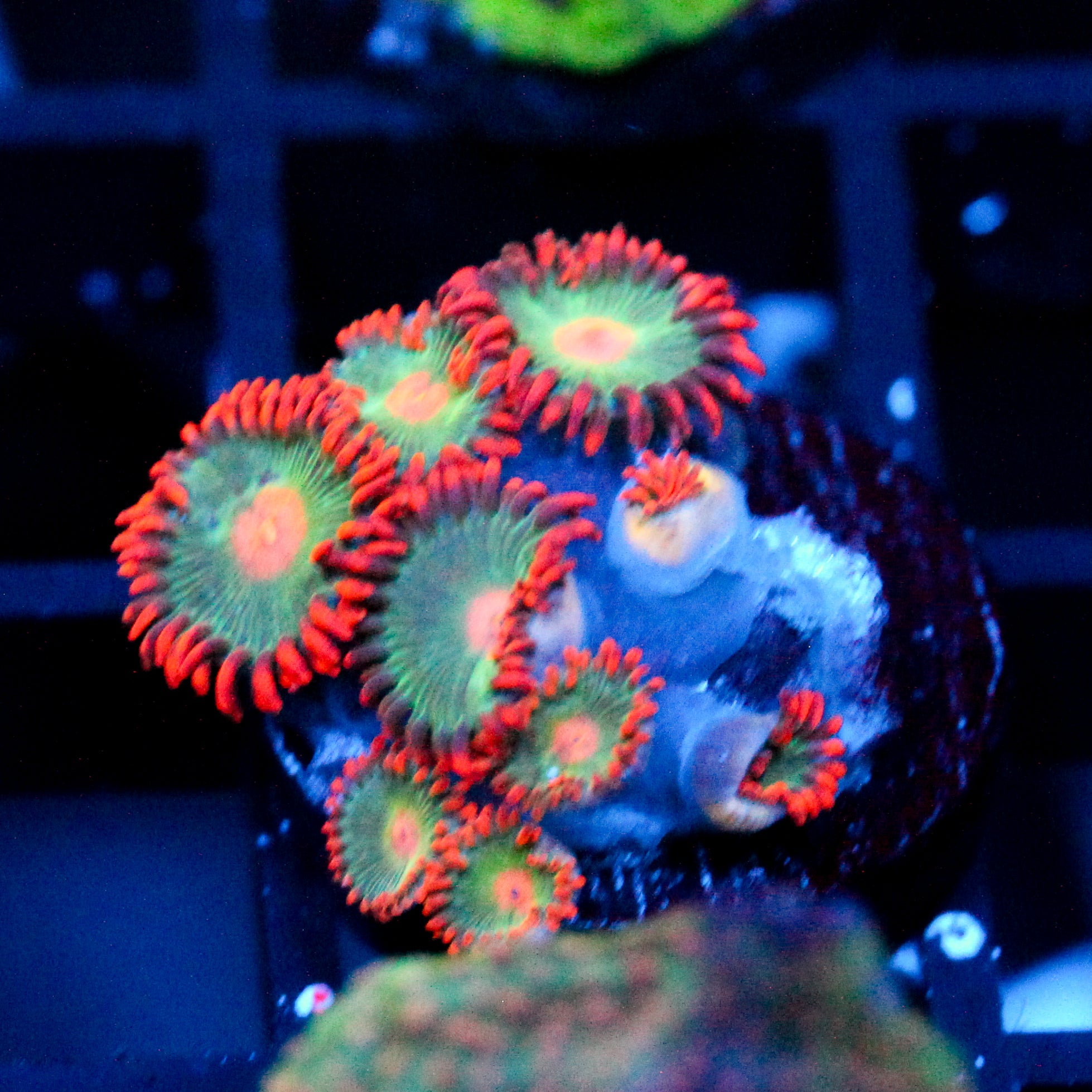 JC Gatorade Zoanthid