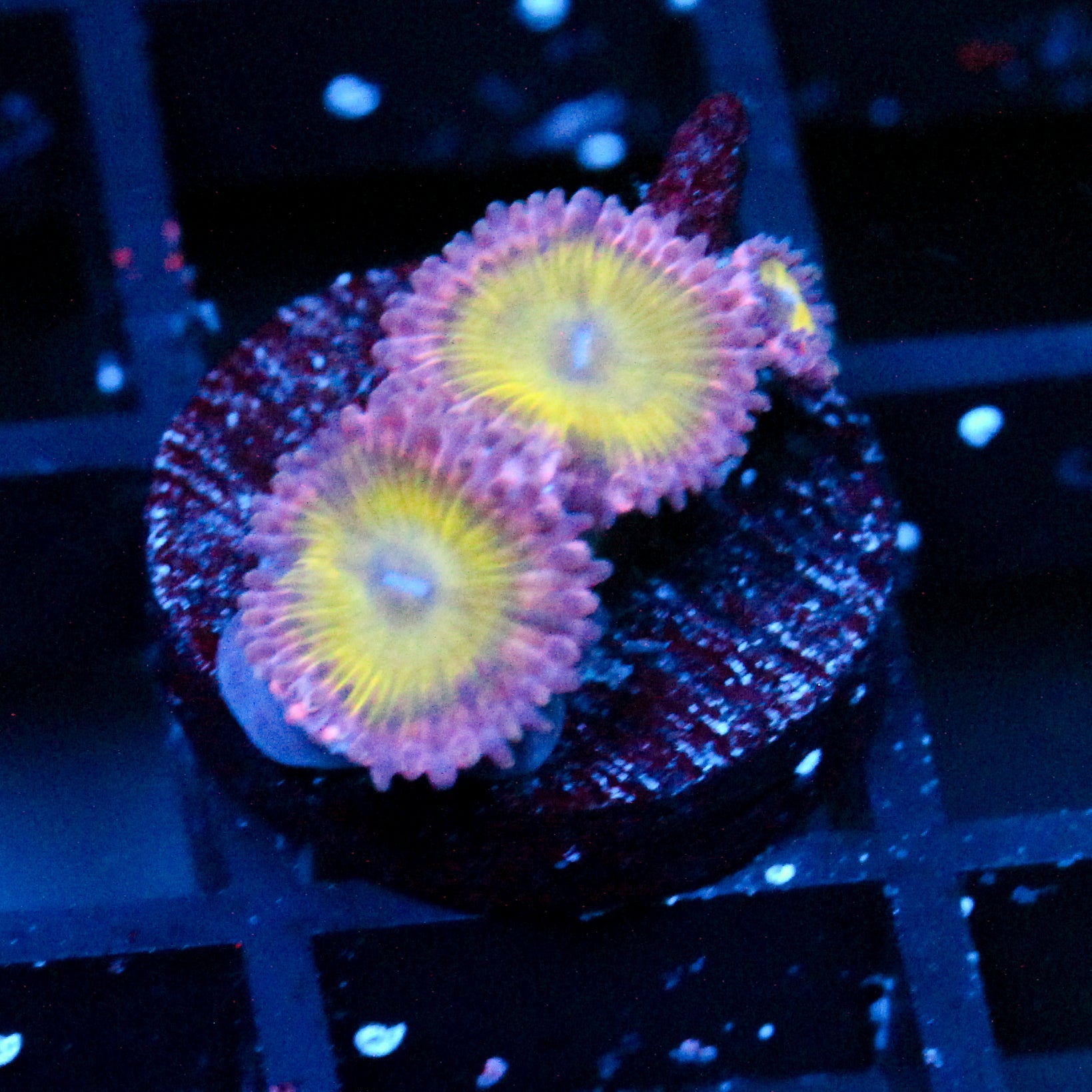 JC Flower Fall Zoanthid (1/1 re-release)