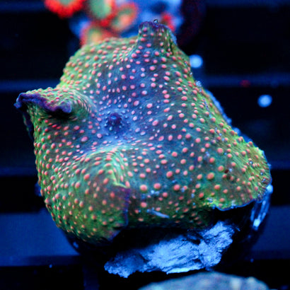 JC Void Discosoma