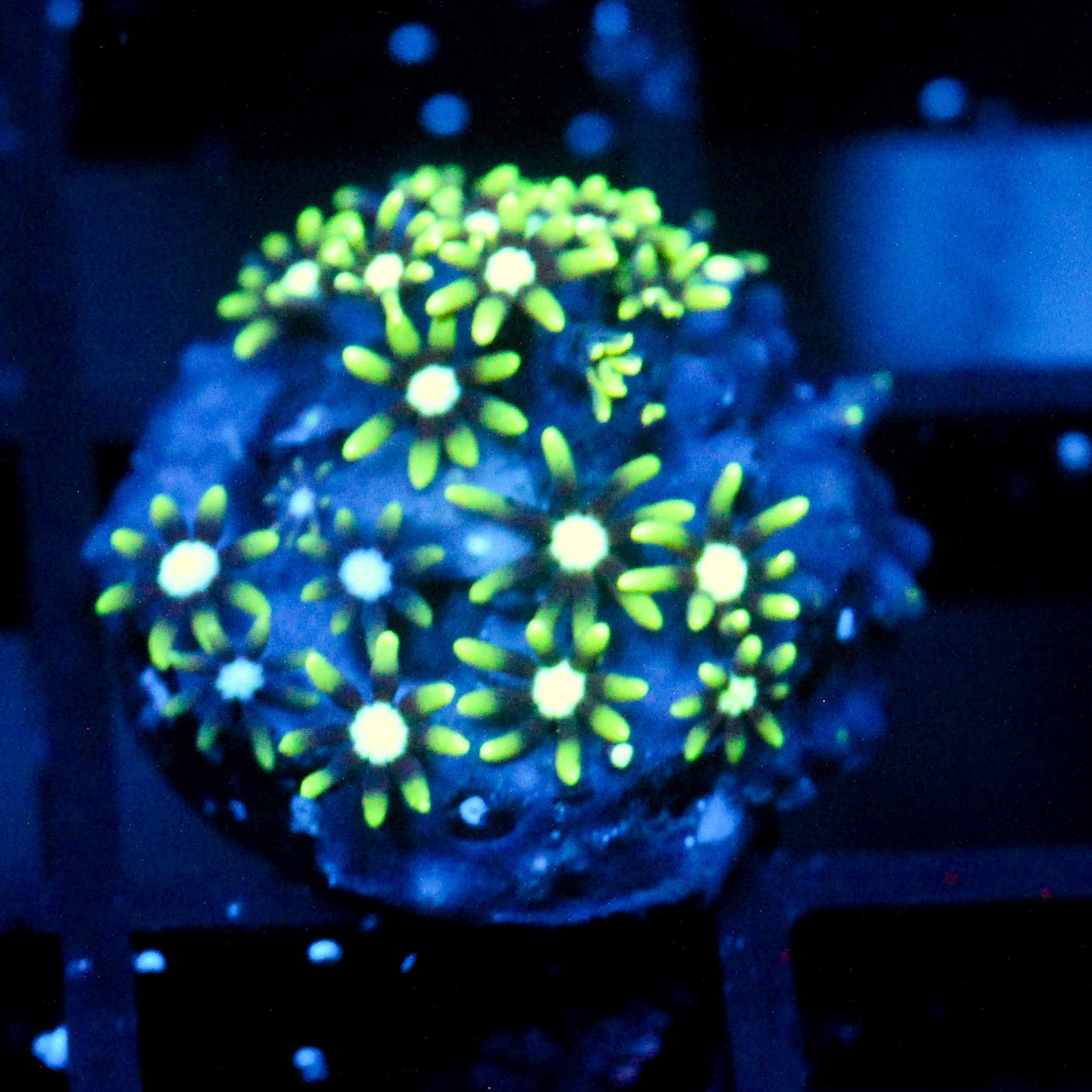 JC Star Polyp