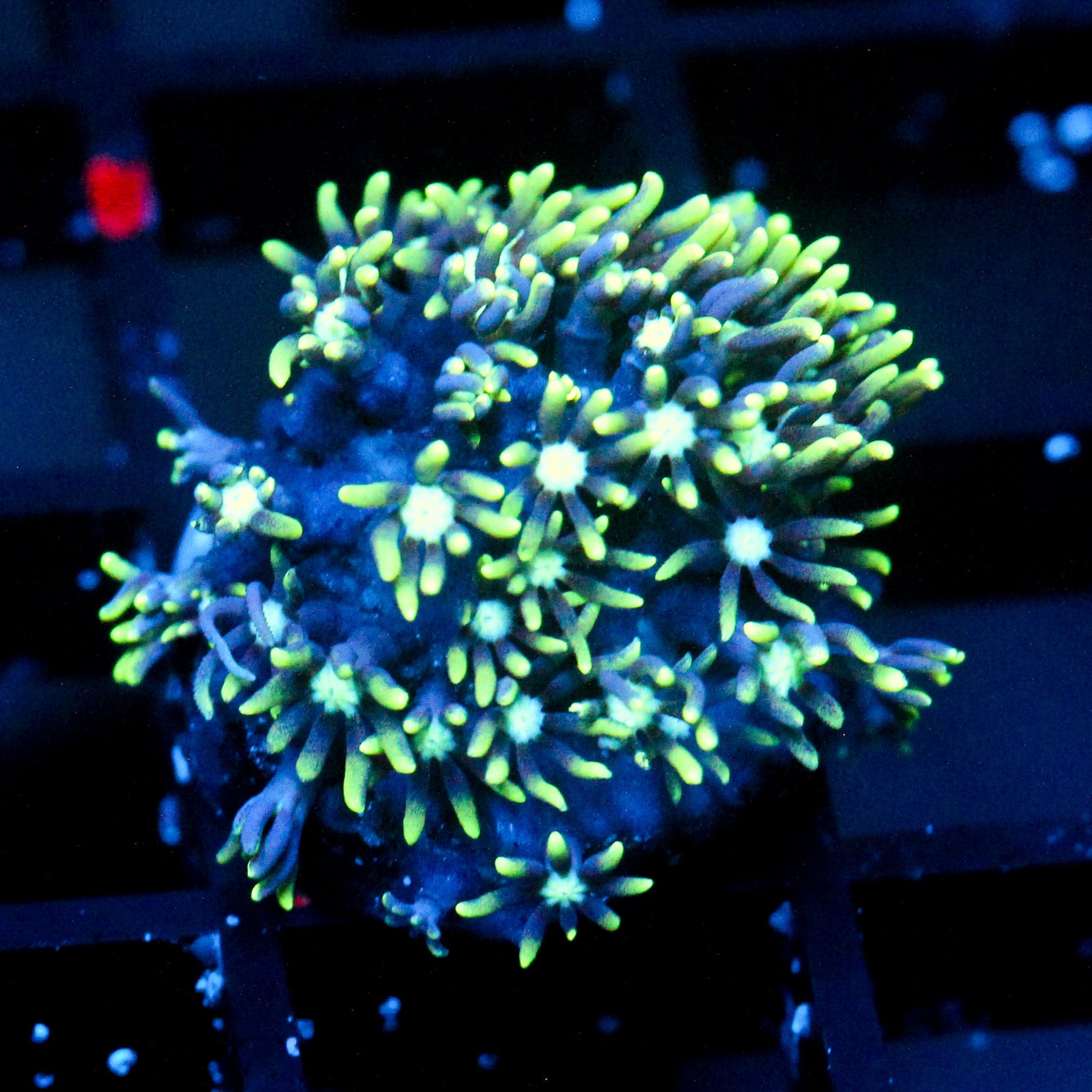 JC GSP