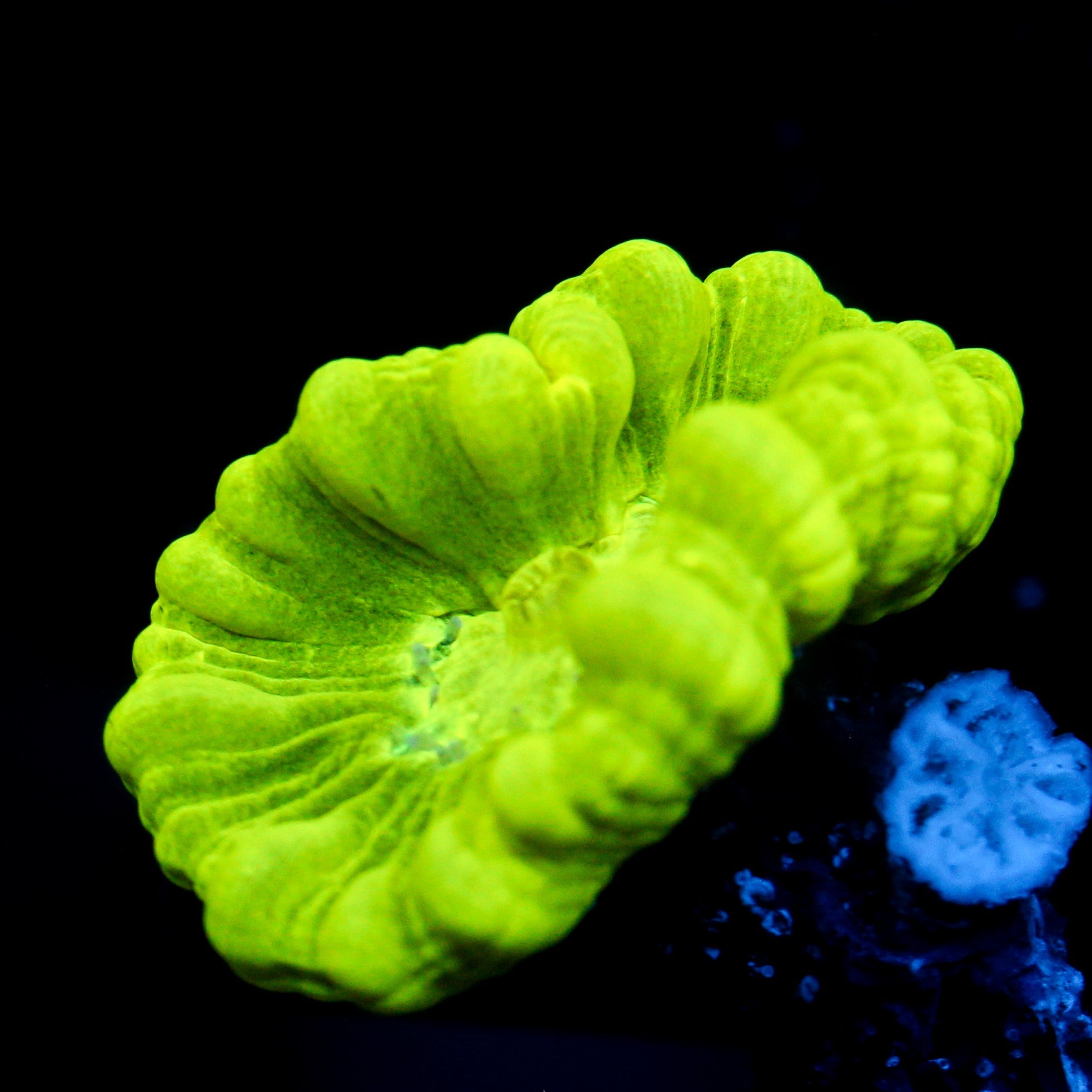 JC Neon Trumpet Coral