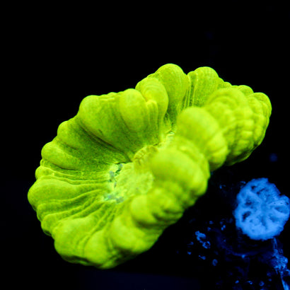 JC Neon Trumpet Coral