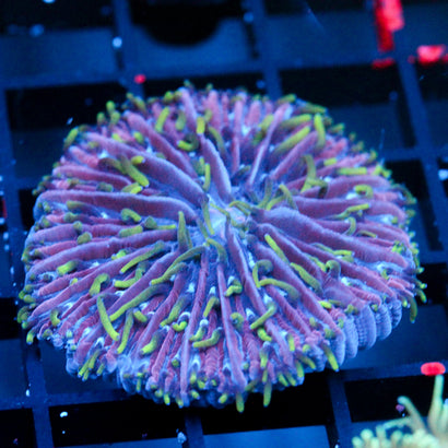 JC Ultra Violet Plate Coral