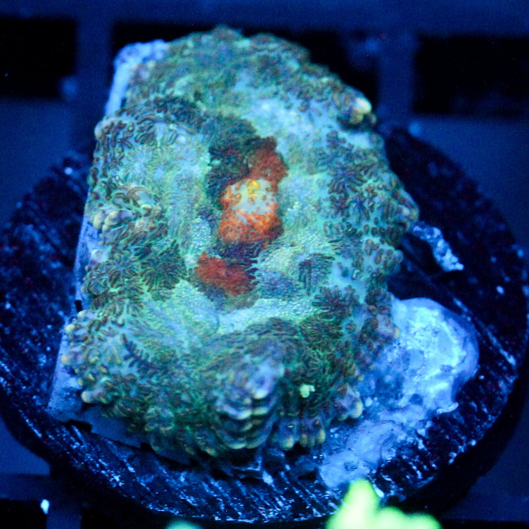 JC Gold Gobbler Rhodactis