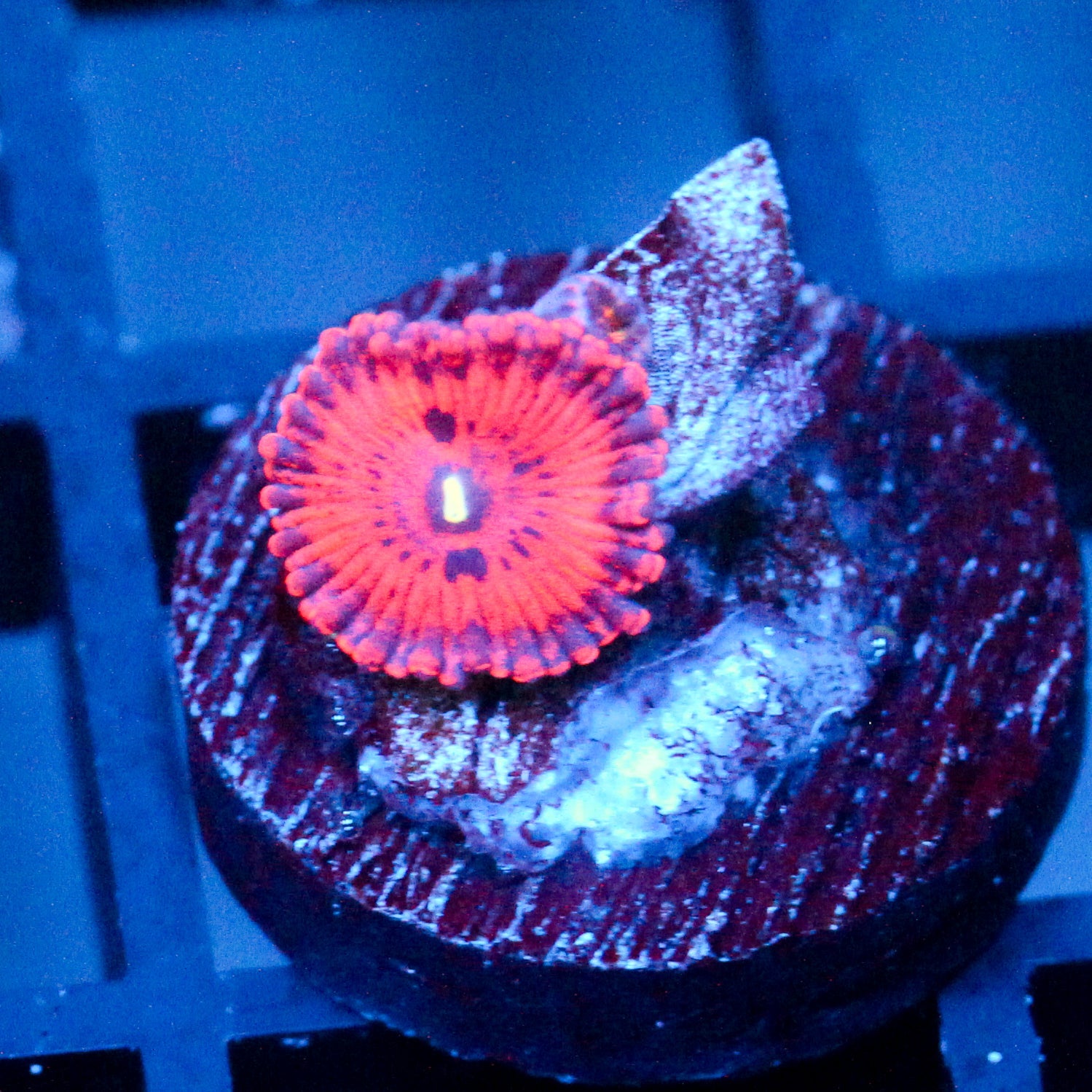 JC Xerxes Zoanthid