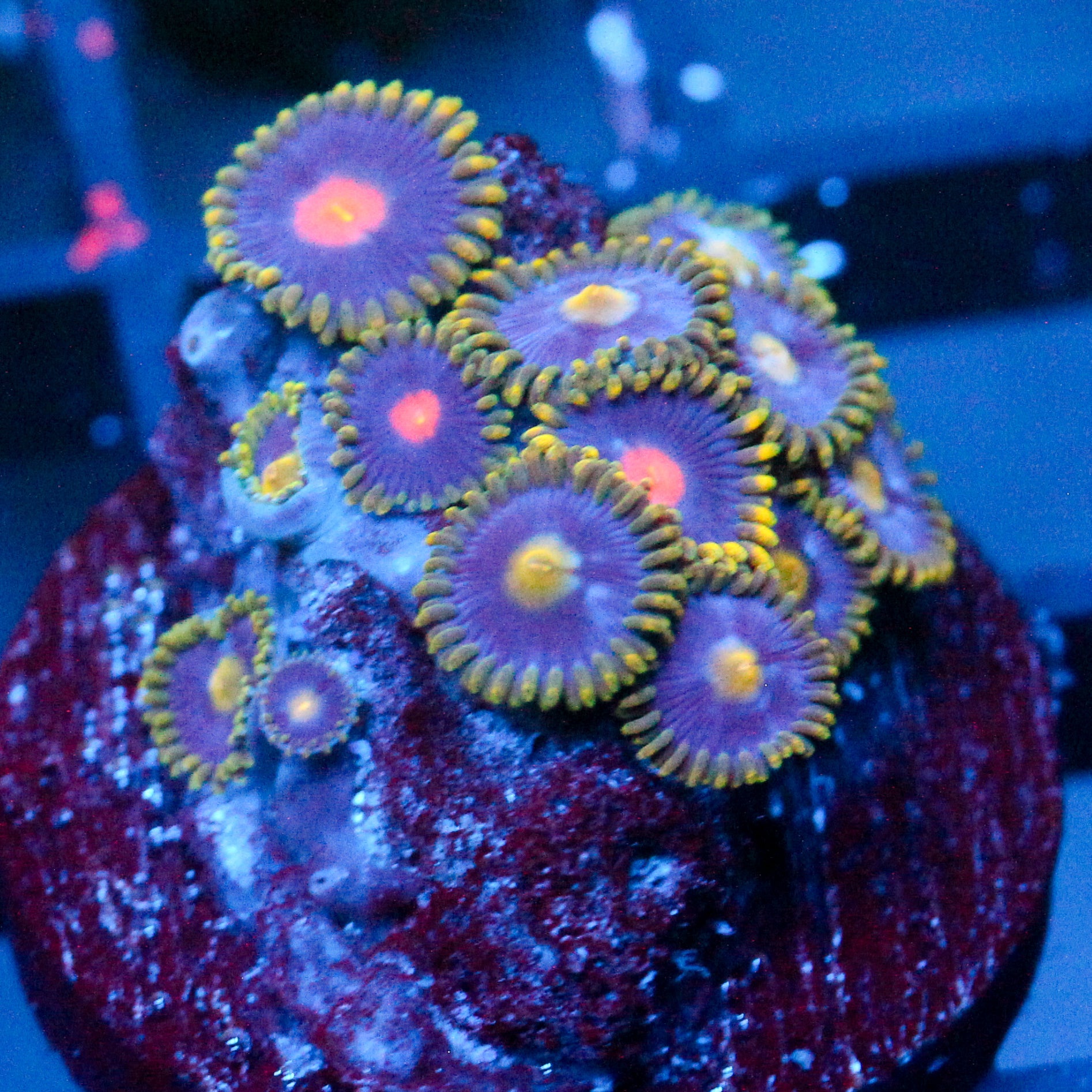 JC Gold Burn Zoanthid Mix