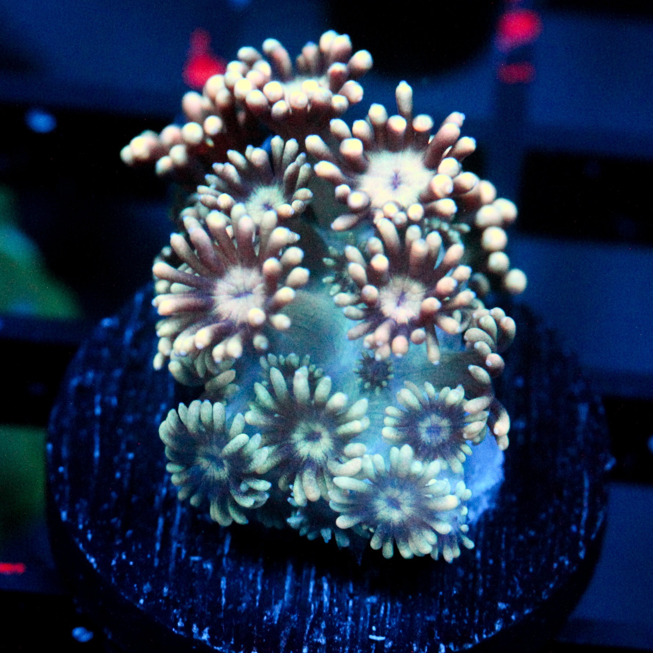 JC Peachy Petals Goni