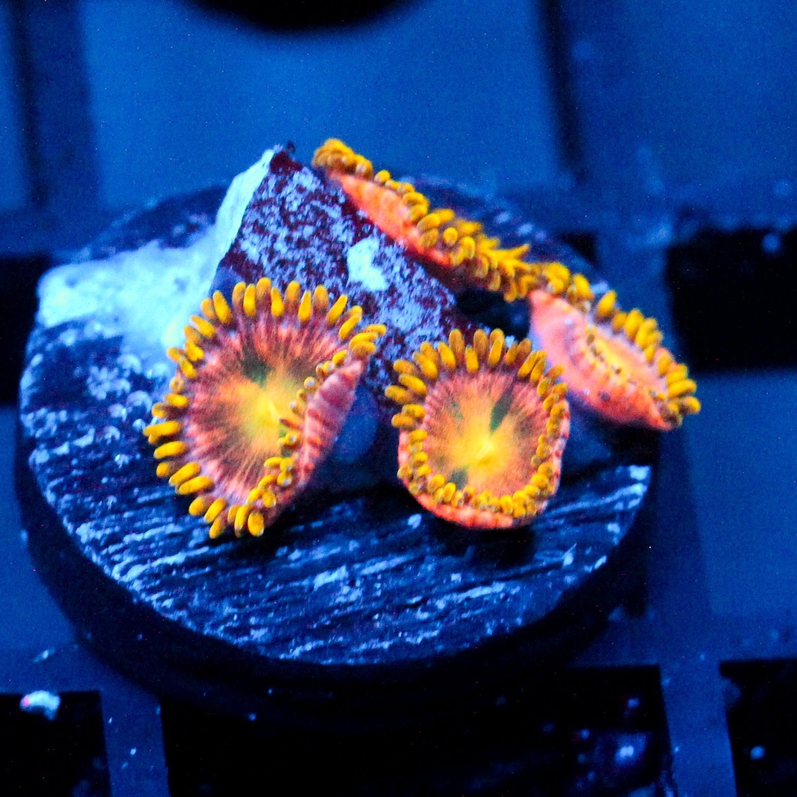 JC Mayan Sun Zoanthid