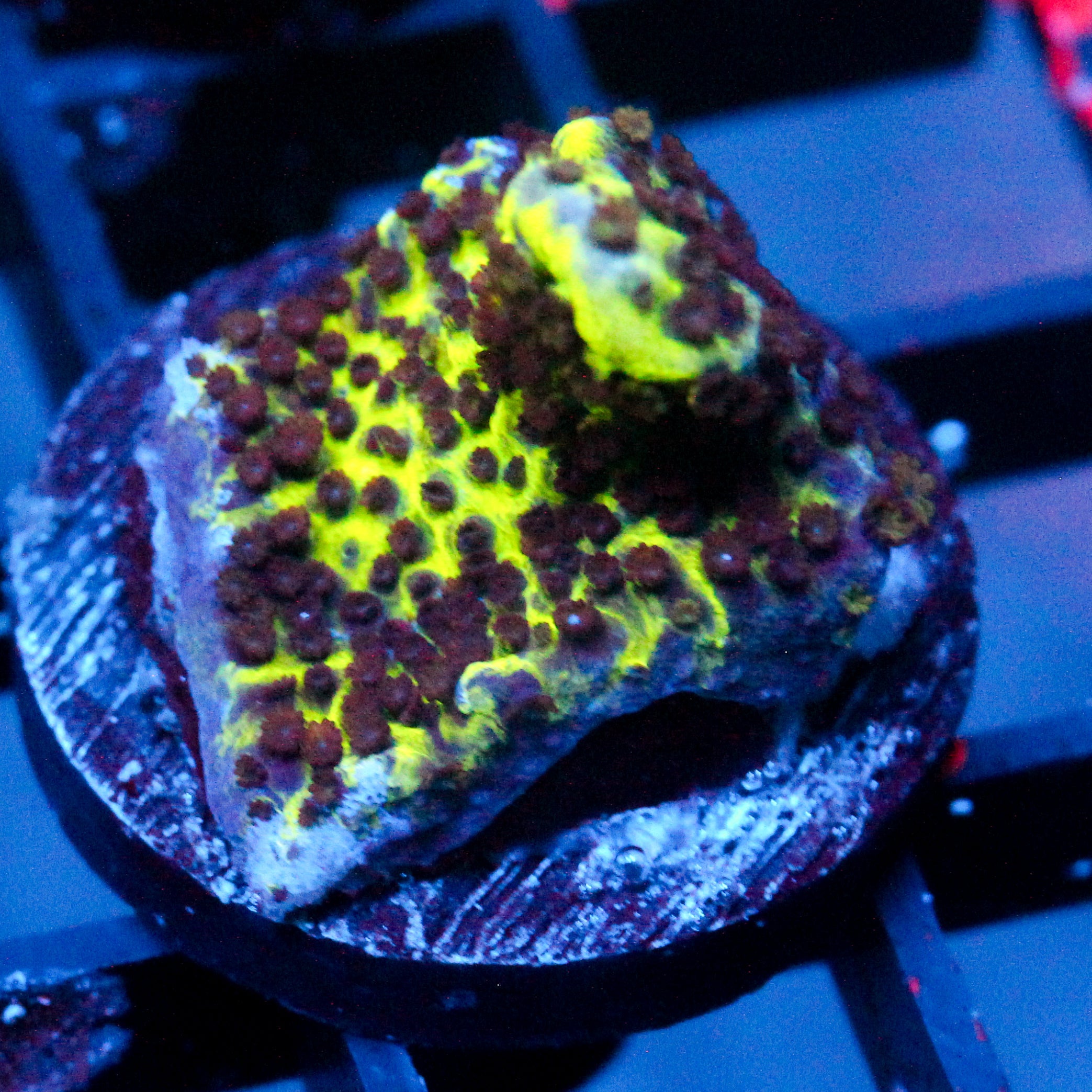 JC Montipora Confusa