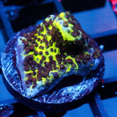 JC Montipora Confusa
