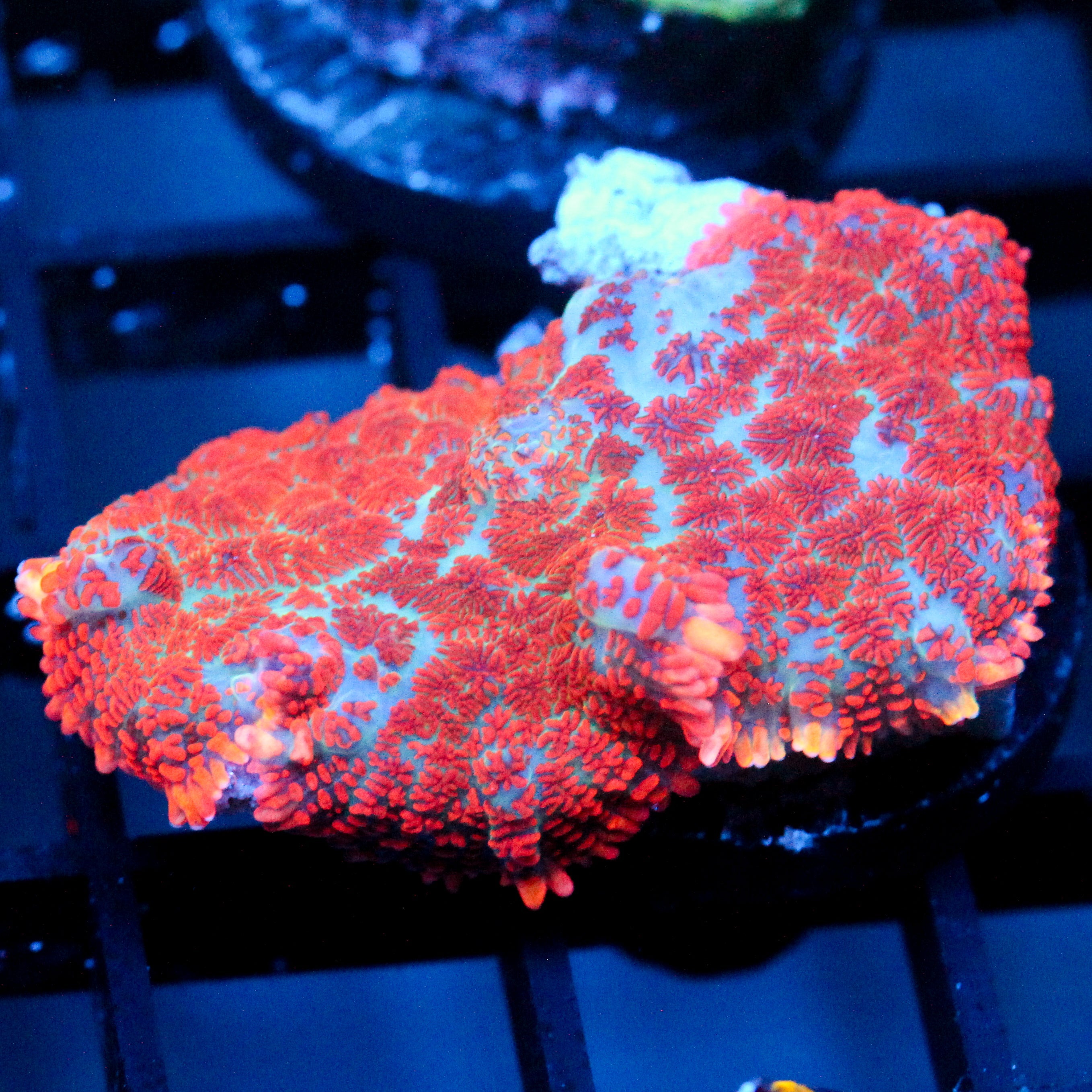JC Strawberry Jello Rhodactis