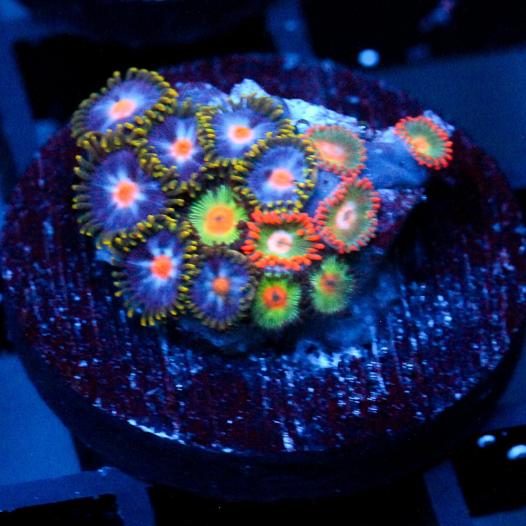 JC Zoa Garden Seed