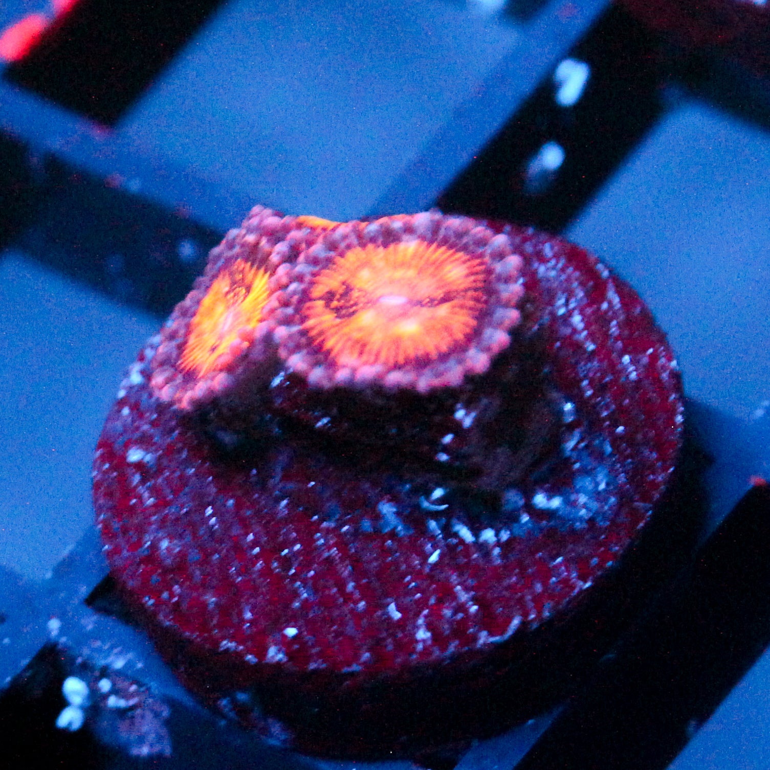 JC Speckled Kraze Zoanthid