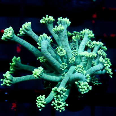 JC Sea Grapes Goni