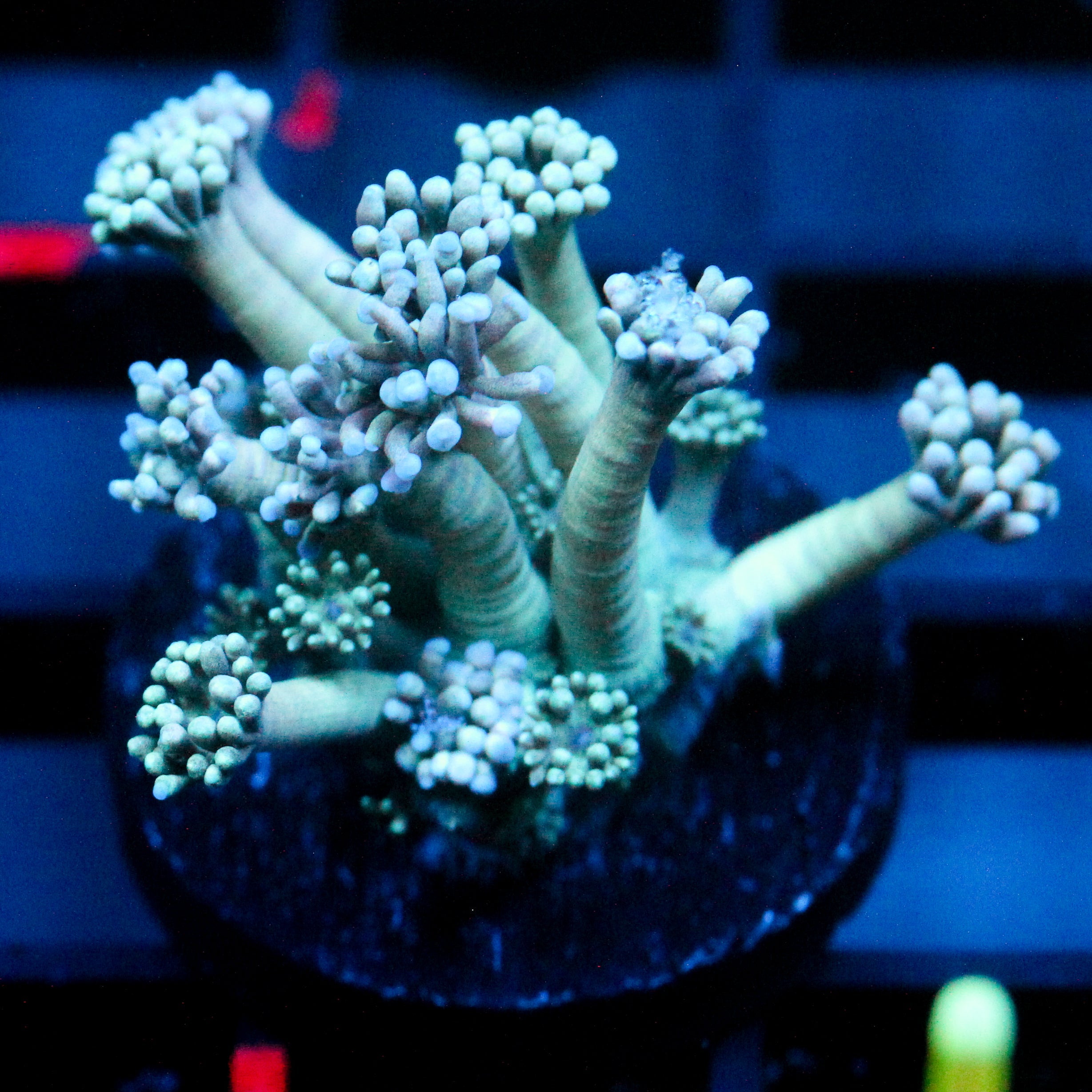 JC Tortoise Goni