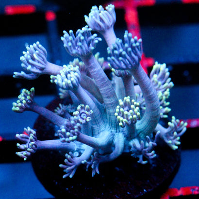 JC Chilled Tendrils Goni