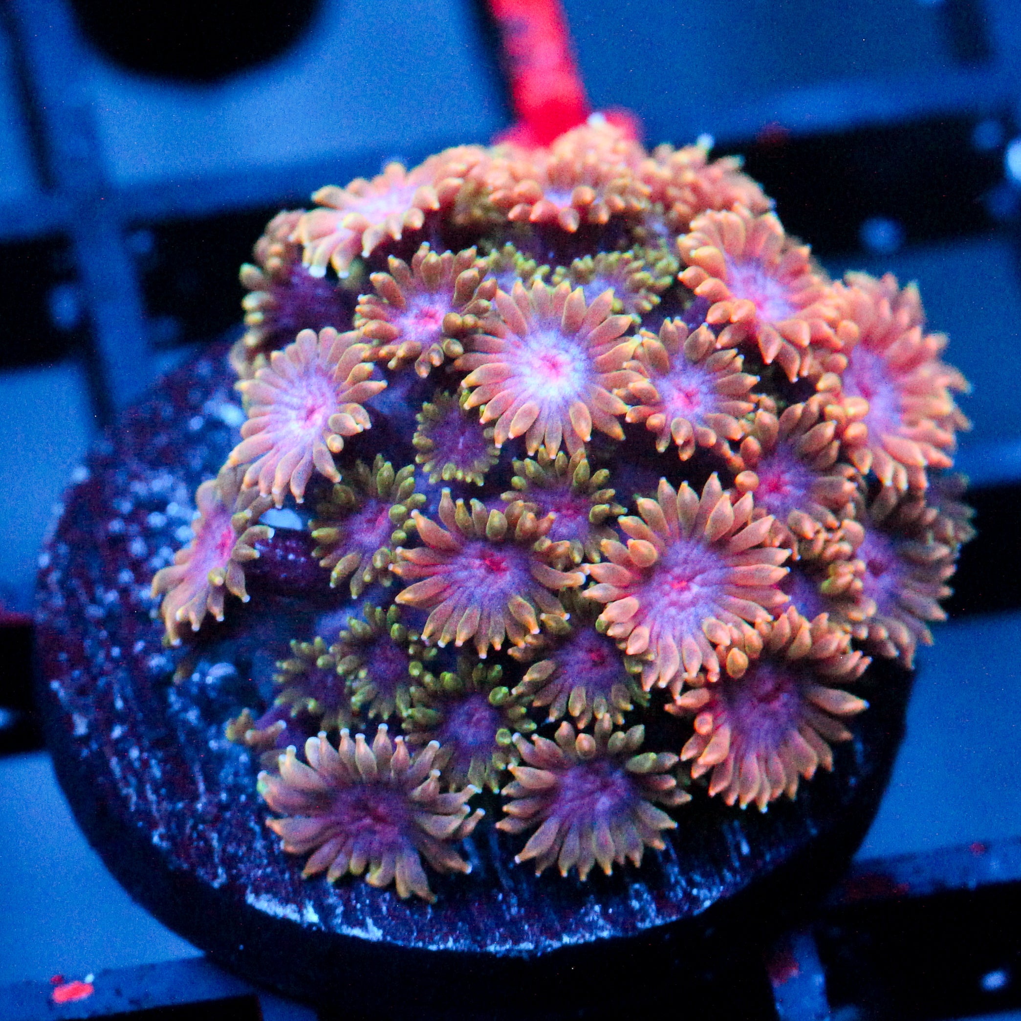 JC Species Rarity Branching Bernardpora