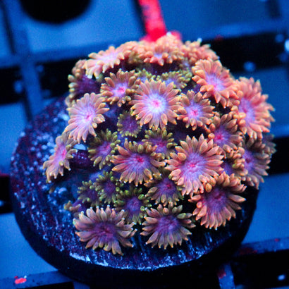 JC Species Rarity Branching Bernardpora