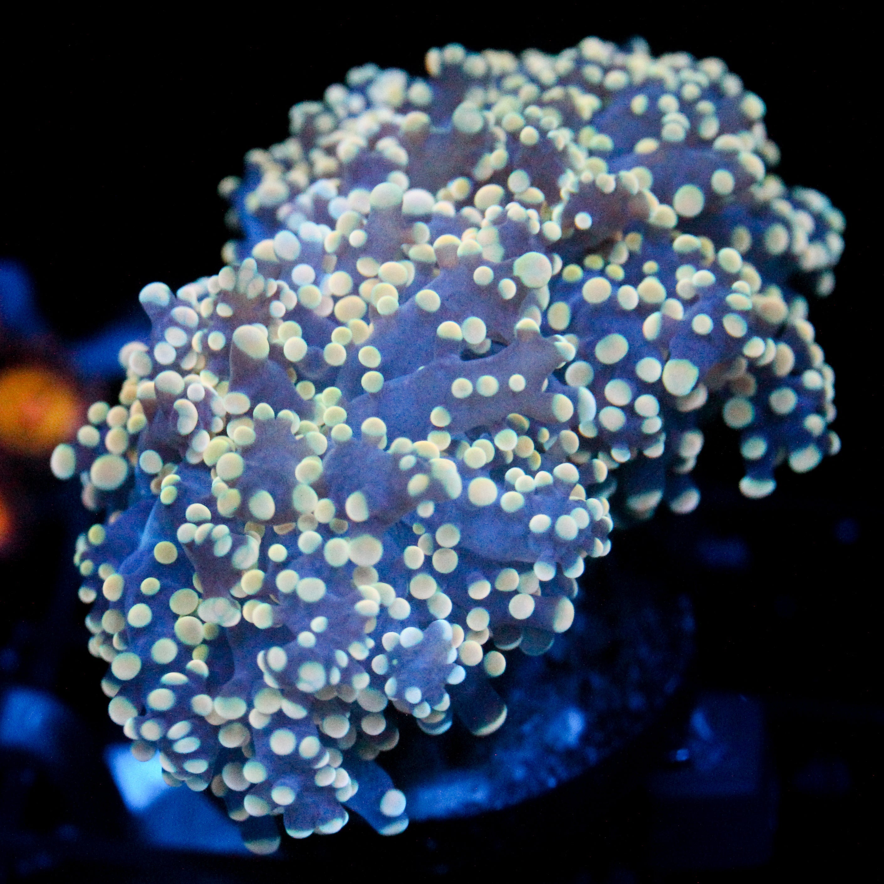 JC Orange Vibe Octo