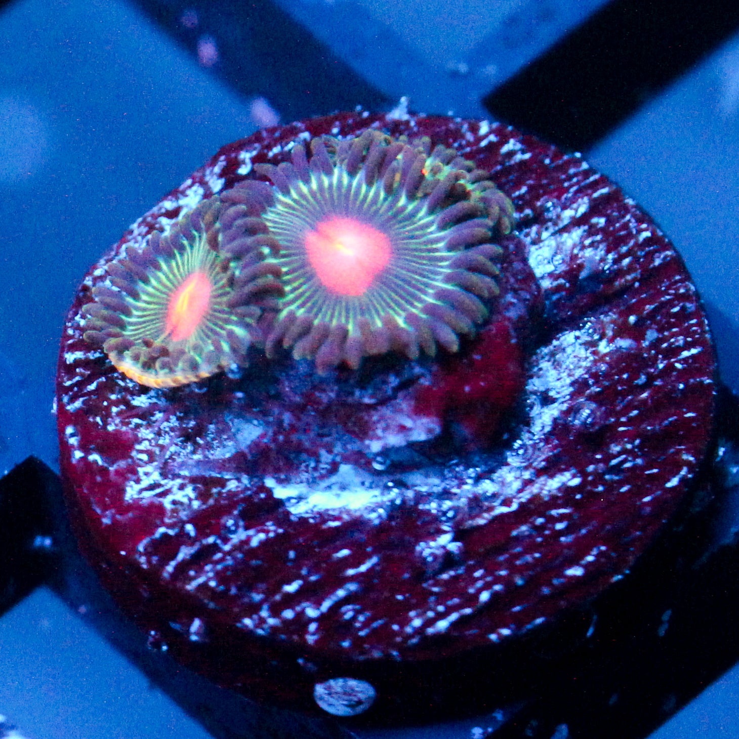 JC Alien Blood Zoanthid