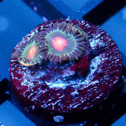 JC Alien Blood Zoanthid