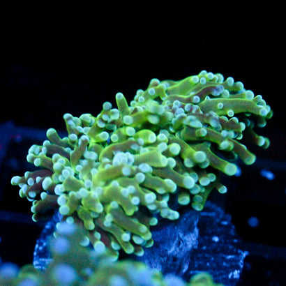 JC The Slime Octo