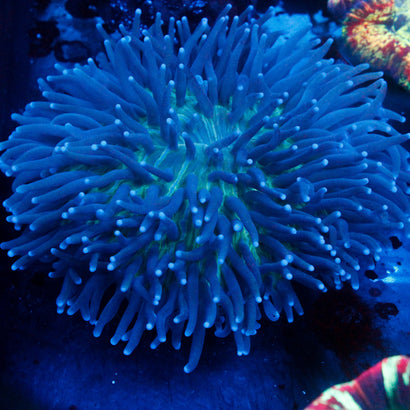 Purple Green Plate Show Size