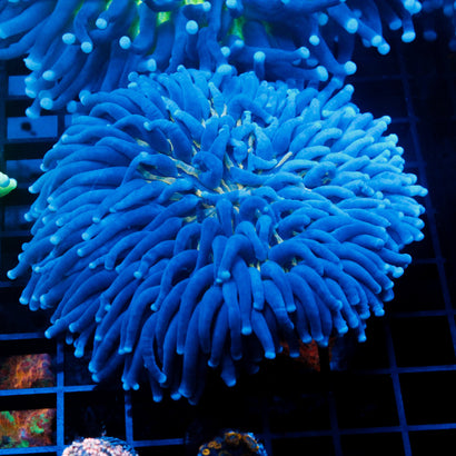 Purple Neon Green Plate Show Size