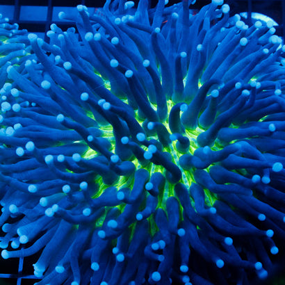 Ultra Purple Neon Green Plate Show Size