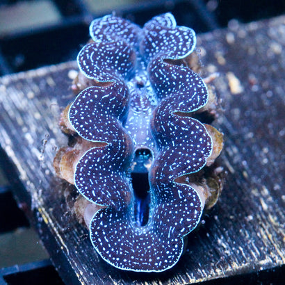 Biota Aquacultured Crocea Clam