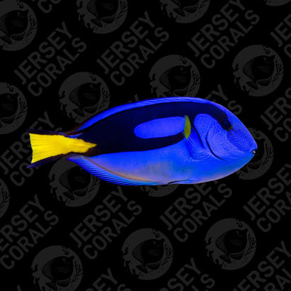 Blue Hippo Tang Small (1.5-2")