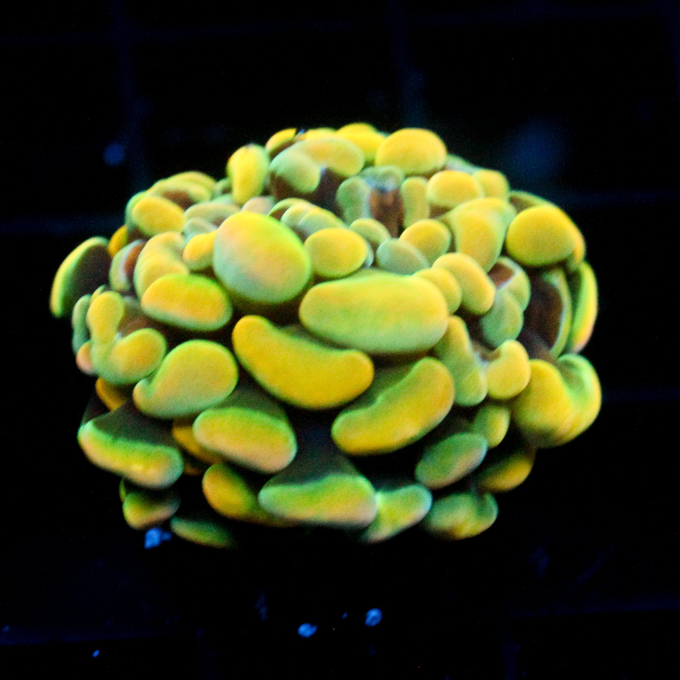 JC Rainbow Gold Hammer