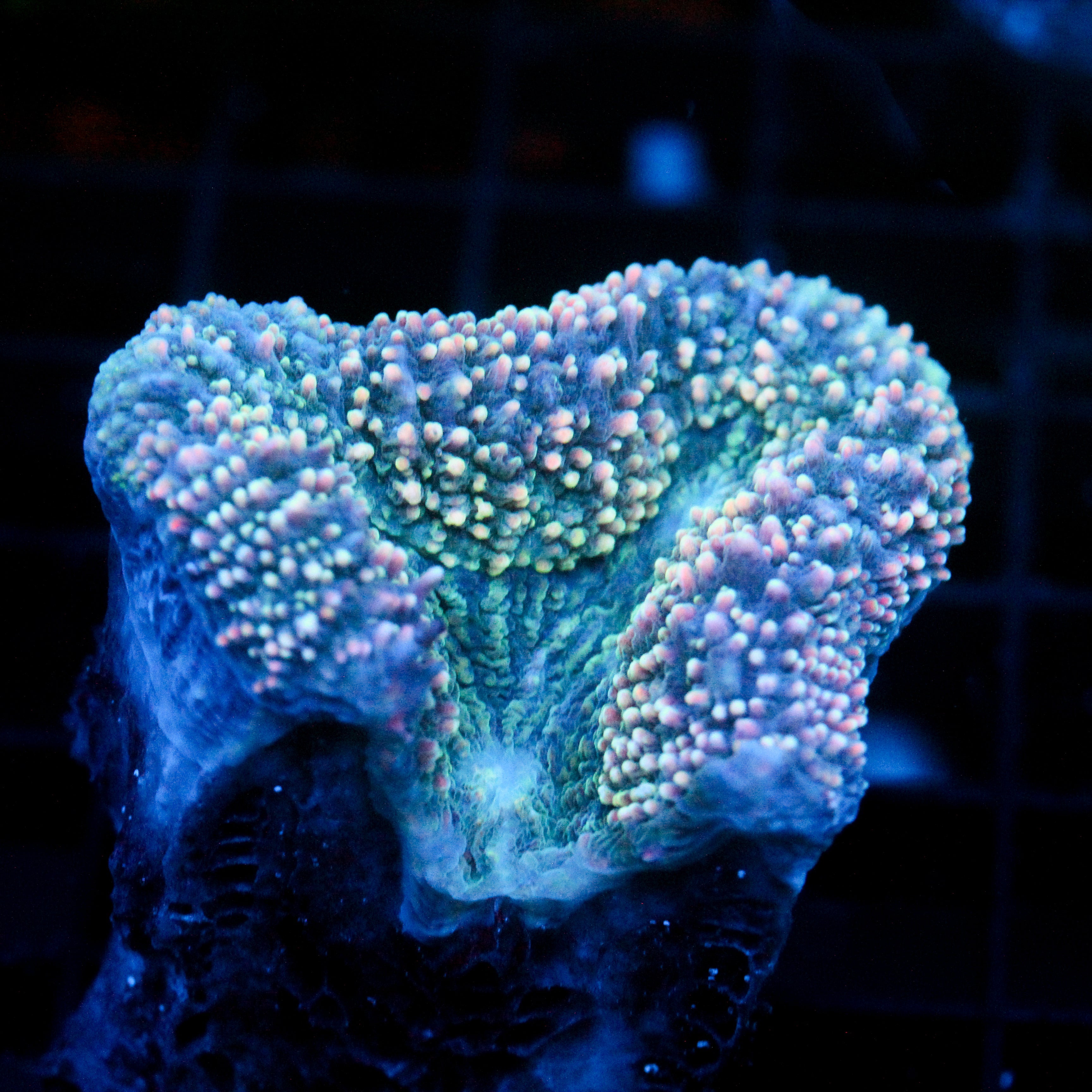 JC Aquacultured Lobo Frag