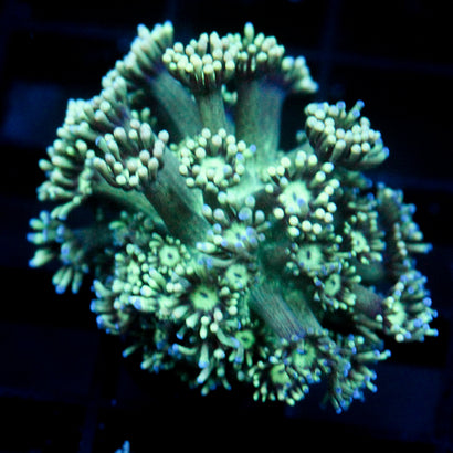 JC Tortoise Goni