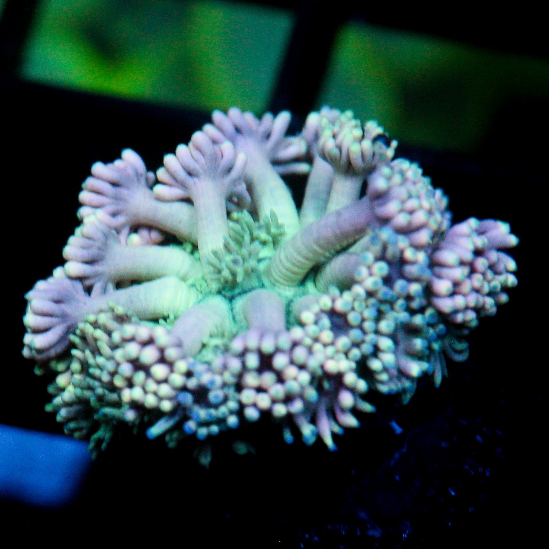 JC Pink Petals Goni