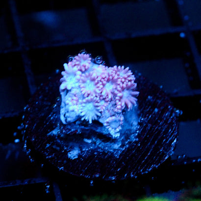 JC Pink Petals Goni