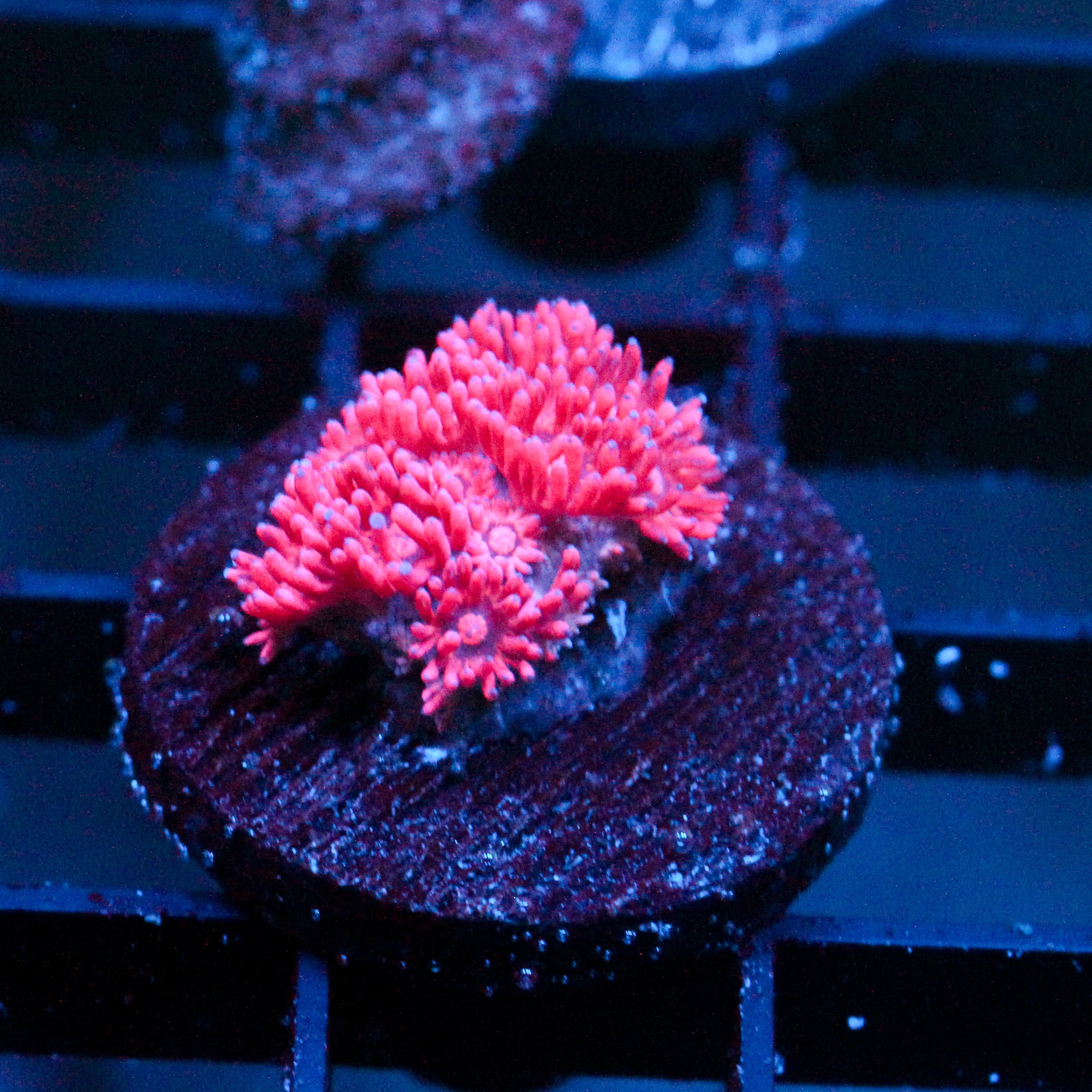 JC Pink Dream Goni