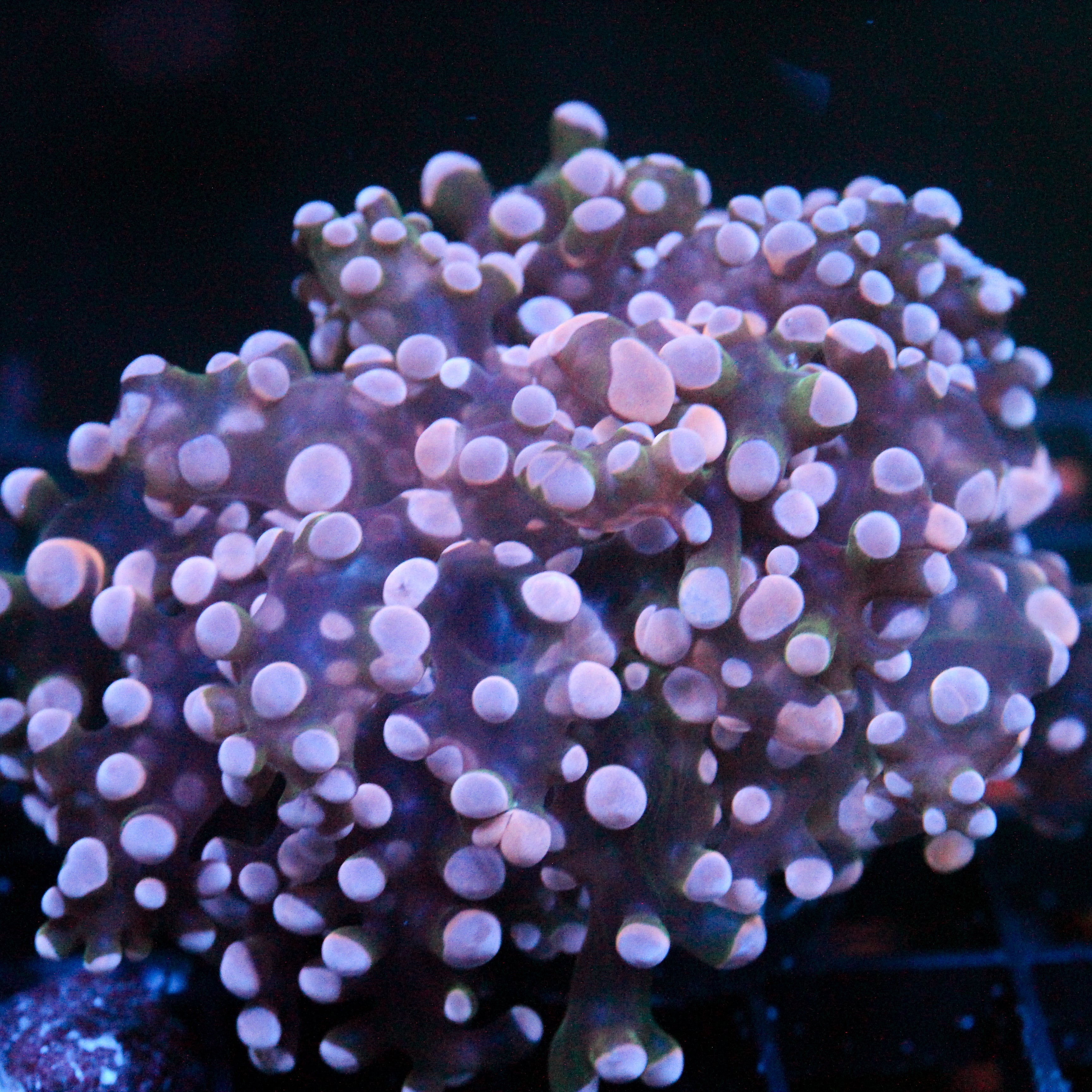 JC Pink Tip Octo