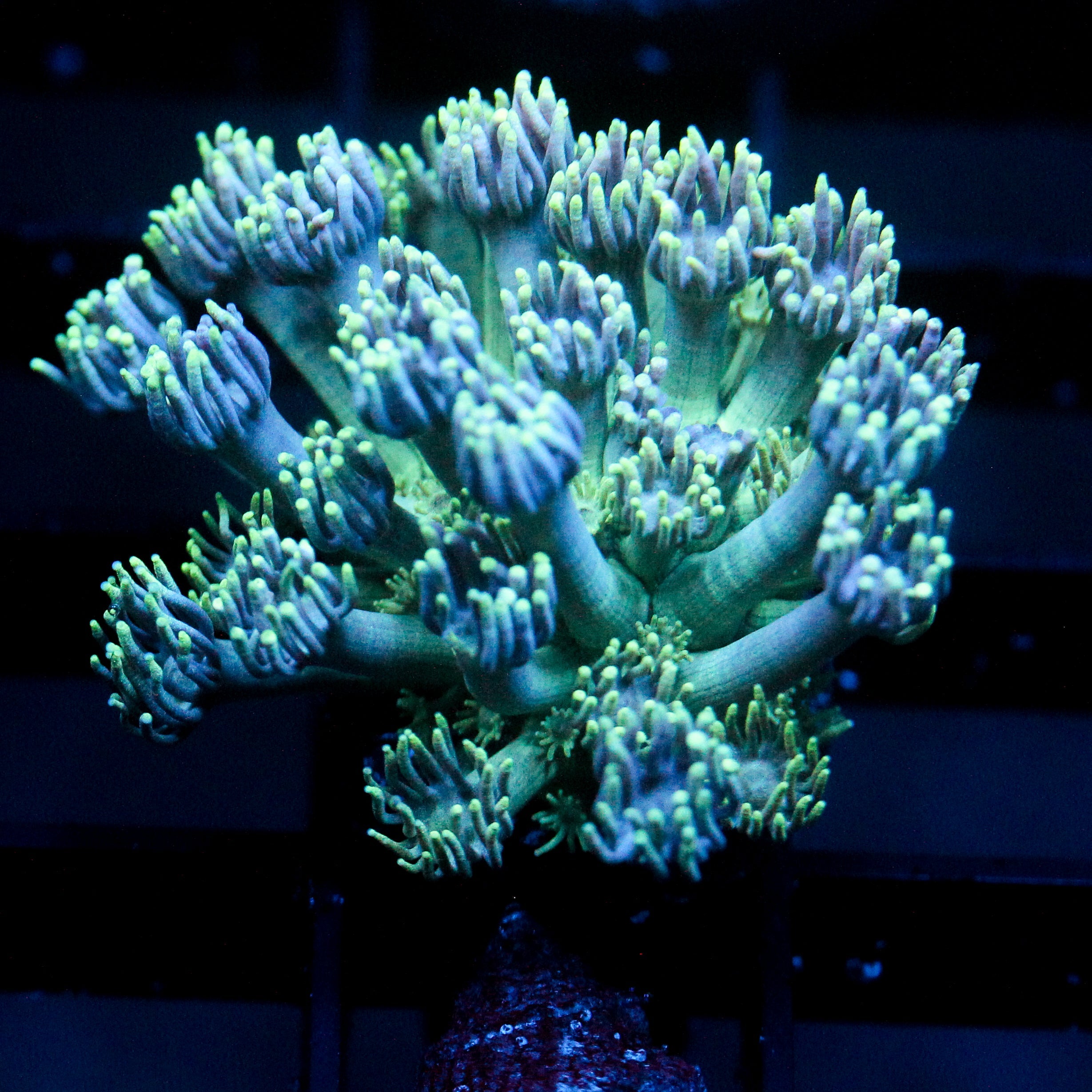 JC Vivarium Goni