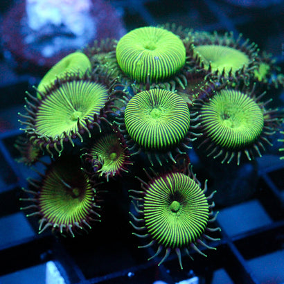 JC Green Death Palythoa Colony